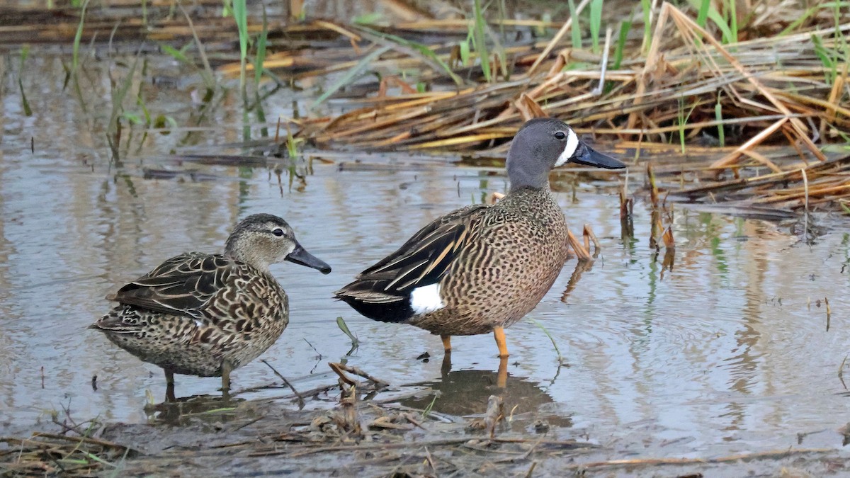 Blue-winged Teal - ML619409053