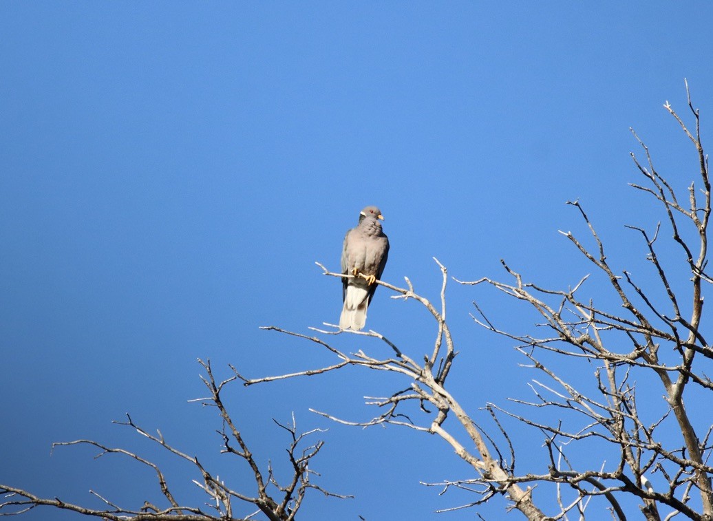 Band-tailed Pigeon - Patricia Langen