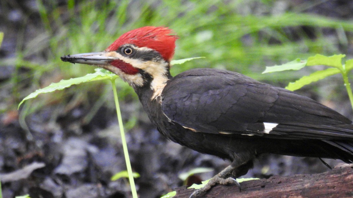 Pileated Woodpecker - Keith Eric Costley