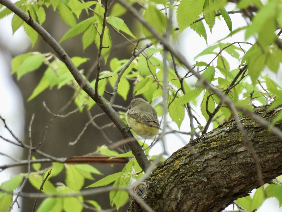 Tennessee Warbler - Moira Swinton