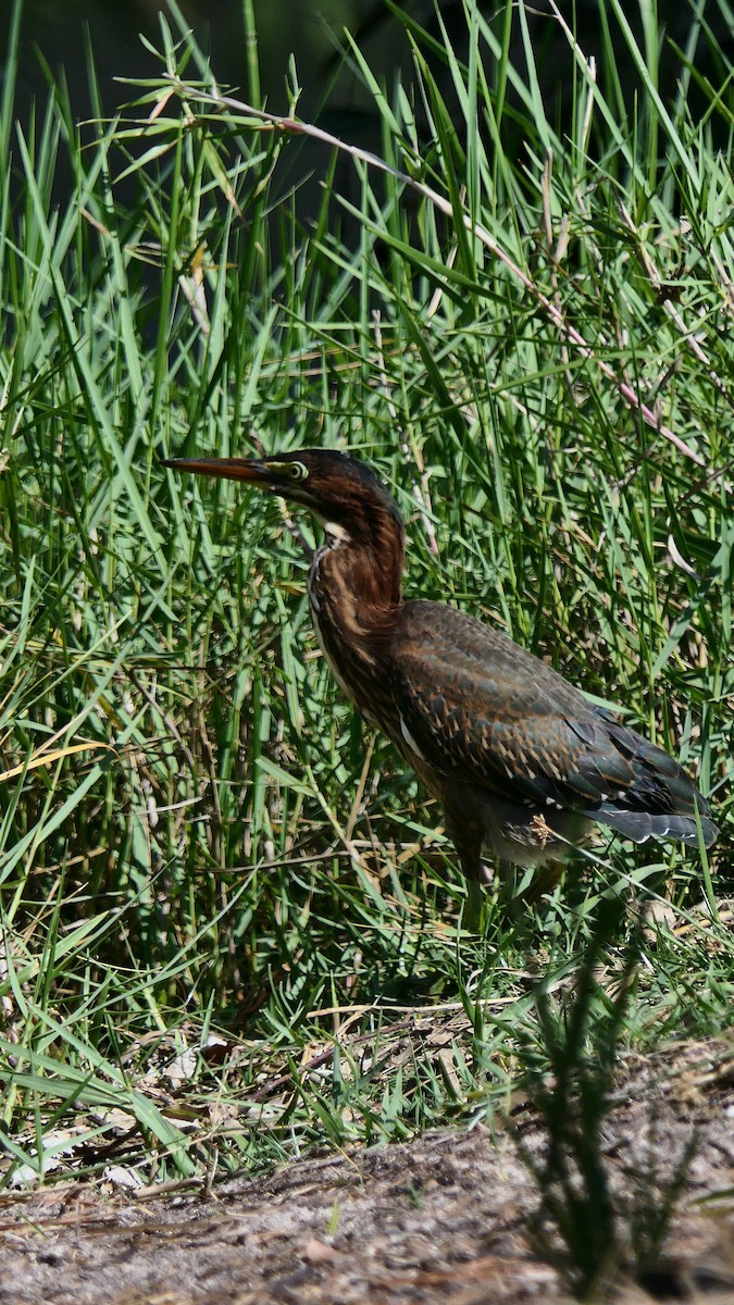 Green Heron - ML619409078