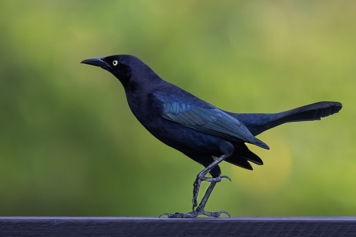 Carib Grackle - Lutz Duerselen