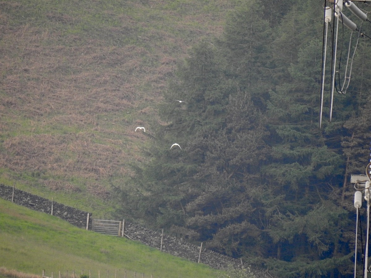 Little Egret (Western) - Stephen Bailey