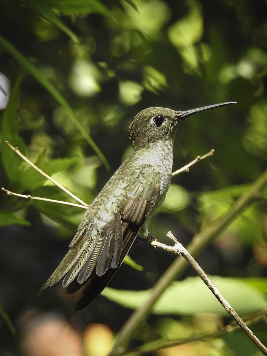 Sombre Hummingbird - Fernando Maidana