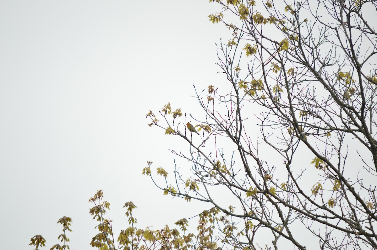 Blackburnian Warbler - Susanna Rodgers