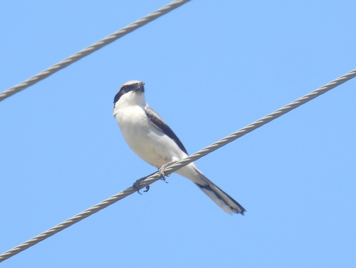 Loggerhead Shrike - bob butler