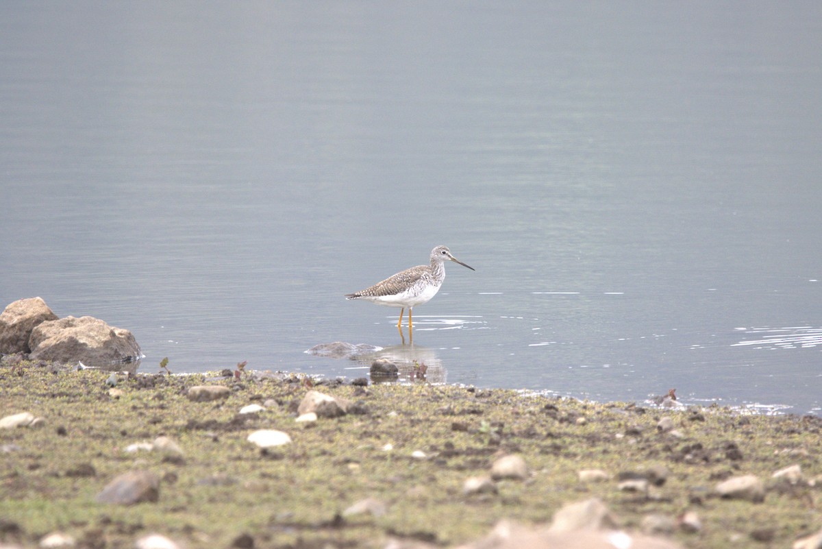 Greater Yellowlegs - ML619409117