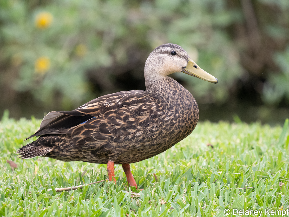 Mottled Duck (Gulf Coast) - Delaney Kempf