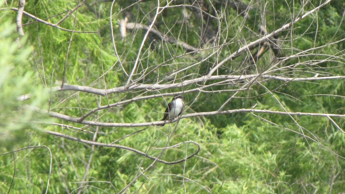 Eastern Kingbird - Sheila Sawyer