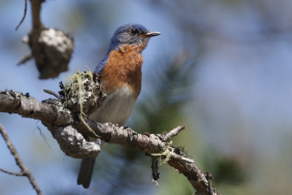 Eastern Bluebird - Dary Tremblay