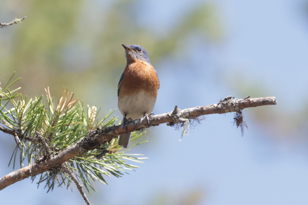 Eastern Bluebird - Dary Tremblay