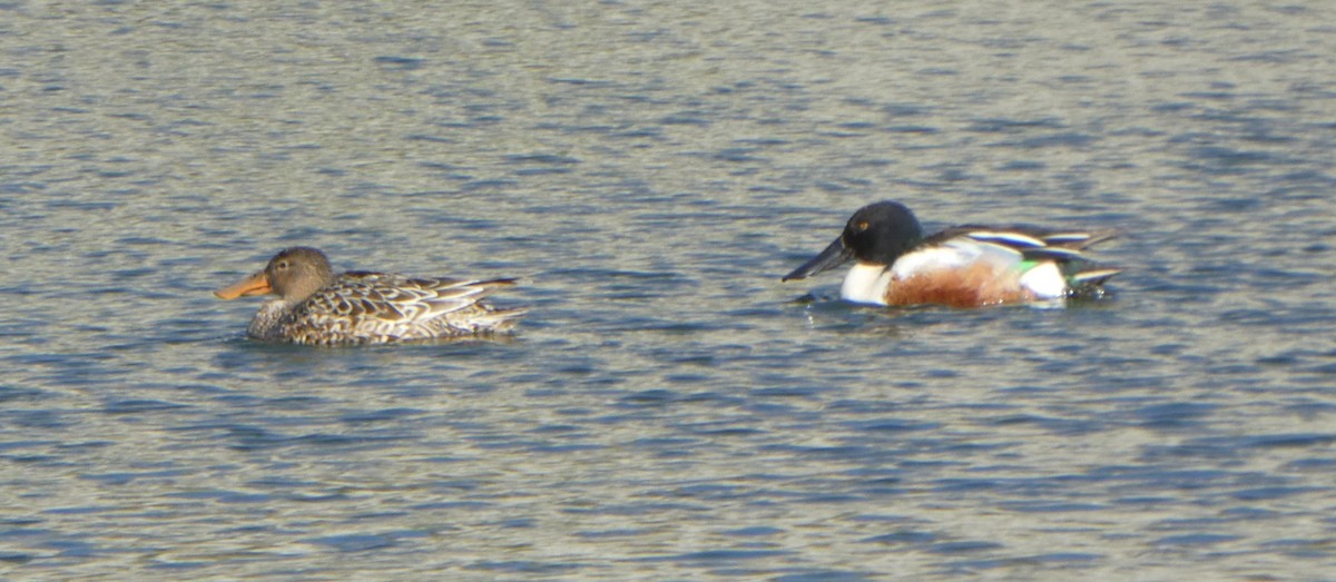 Northern Shoveler - ML619409132