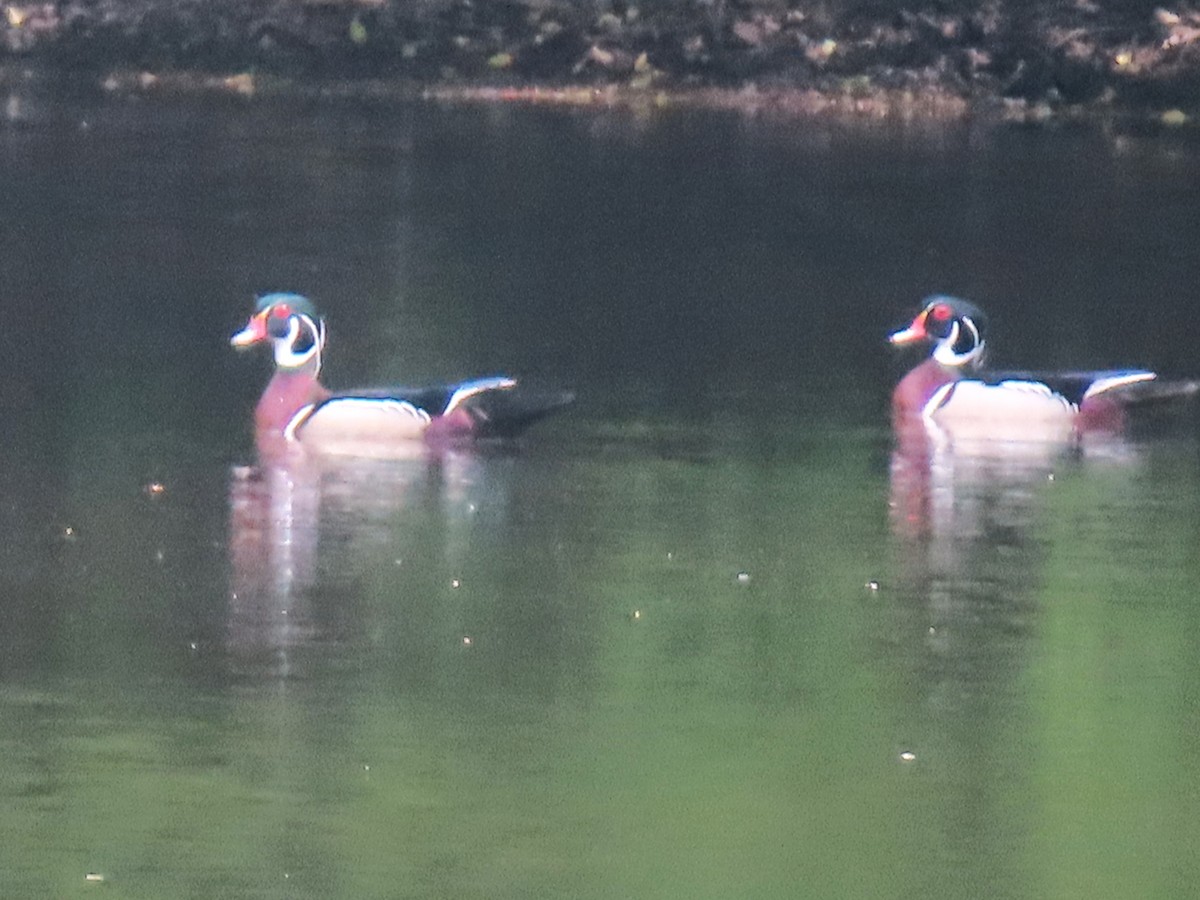 Wood Duck - Serge Benoit