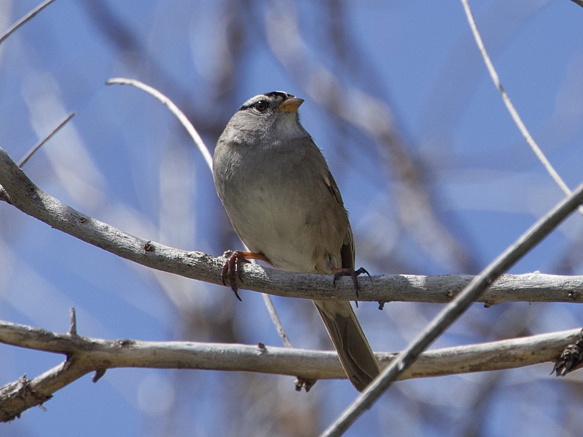 White-crowned Sparrow - Dave Prentice