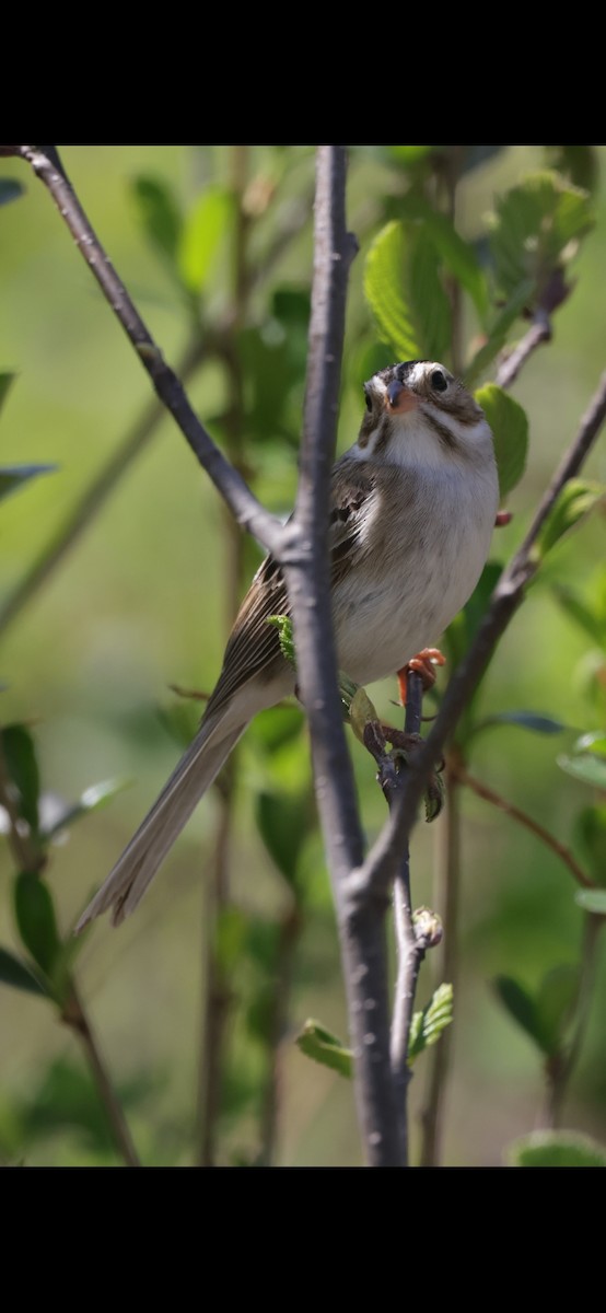 Clay-colored Sparrow - Dary Tremblay