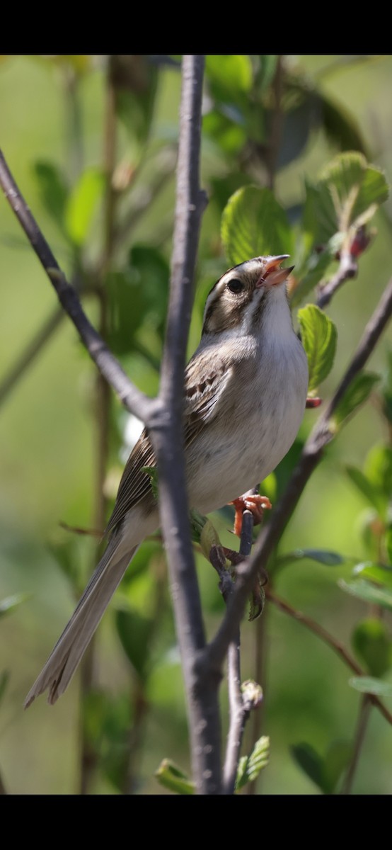 Clay-colored Sparrow - Dary Tremblay