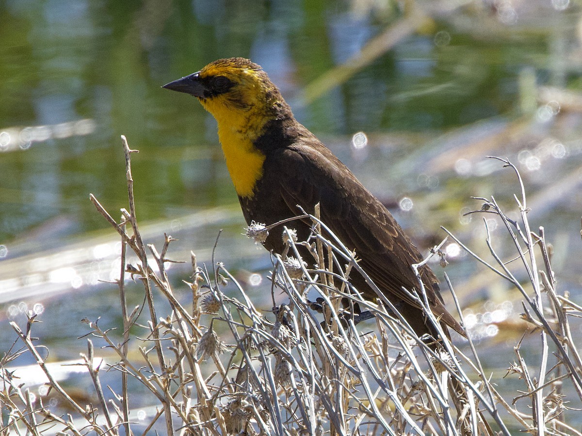 Yellow-headed Blackbird - Dave Prentice