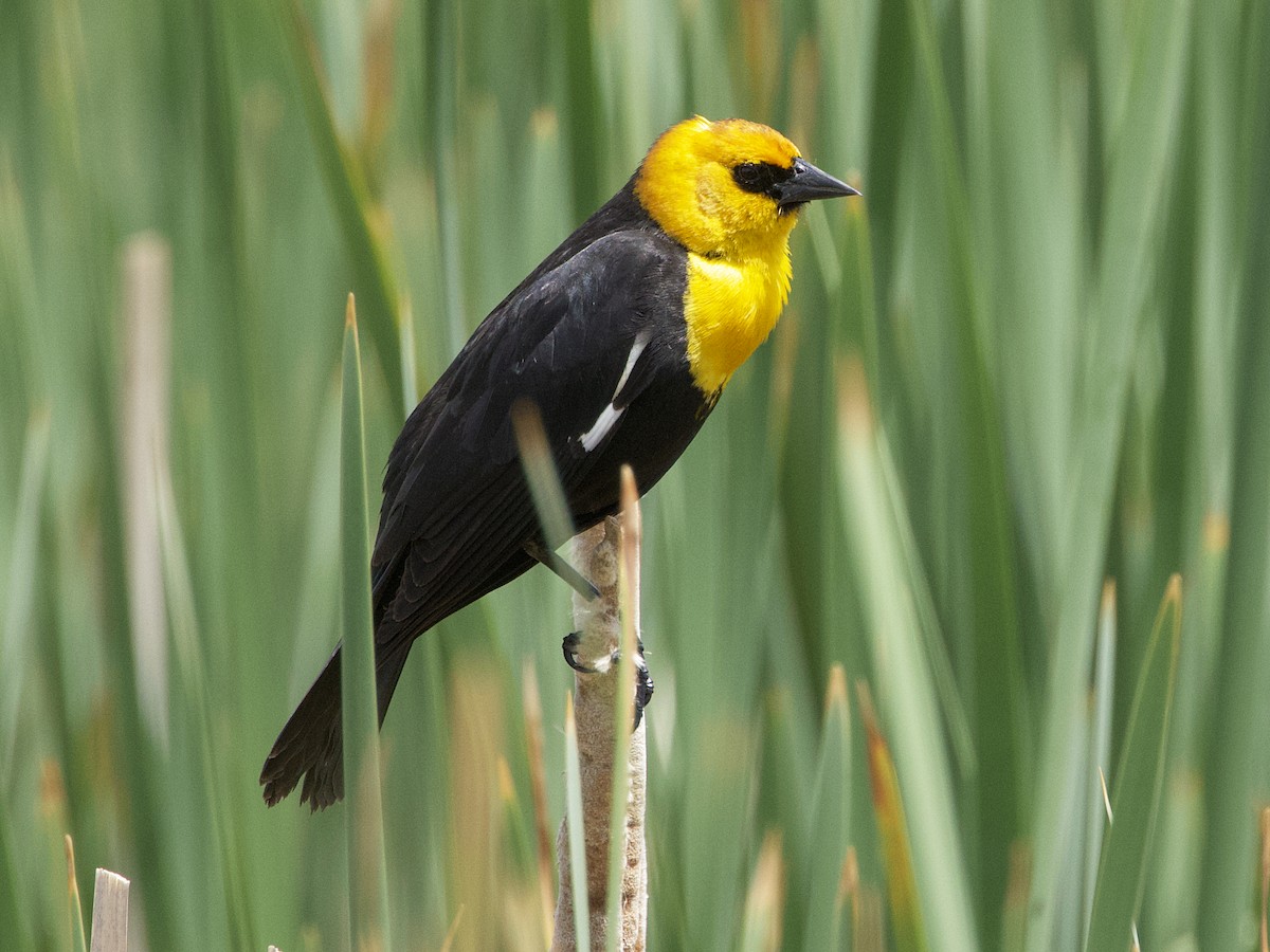 Yellow-headed Blackbird - Dave Prentice