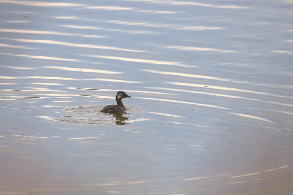 White-tufted Grebe - ML619409162