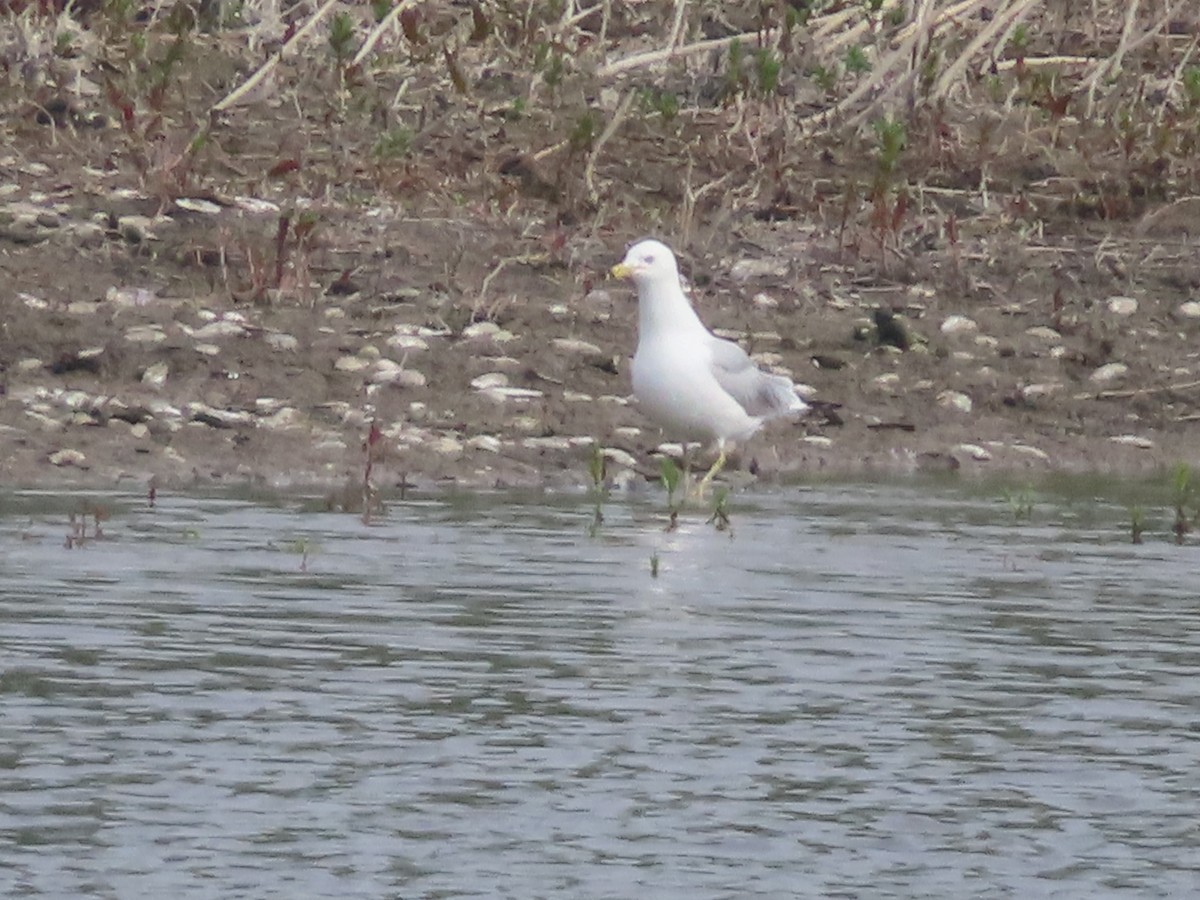 Ring-billed Gull - Serge Benoit