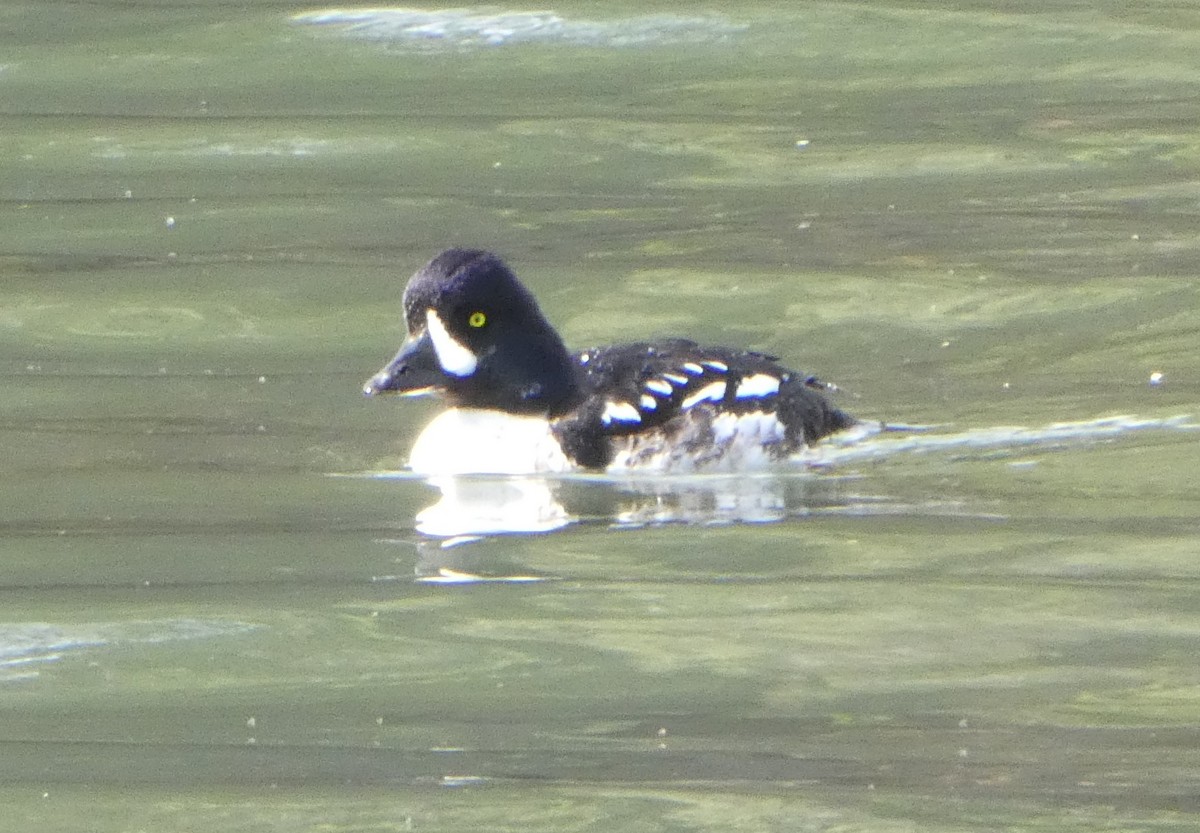 Barrow's Goldeneye - Brian Kinney