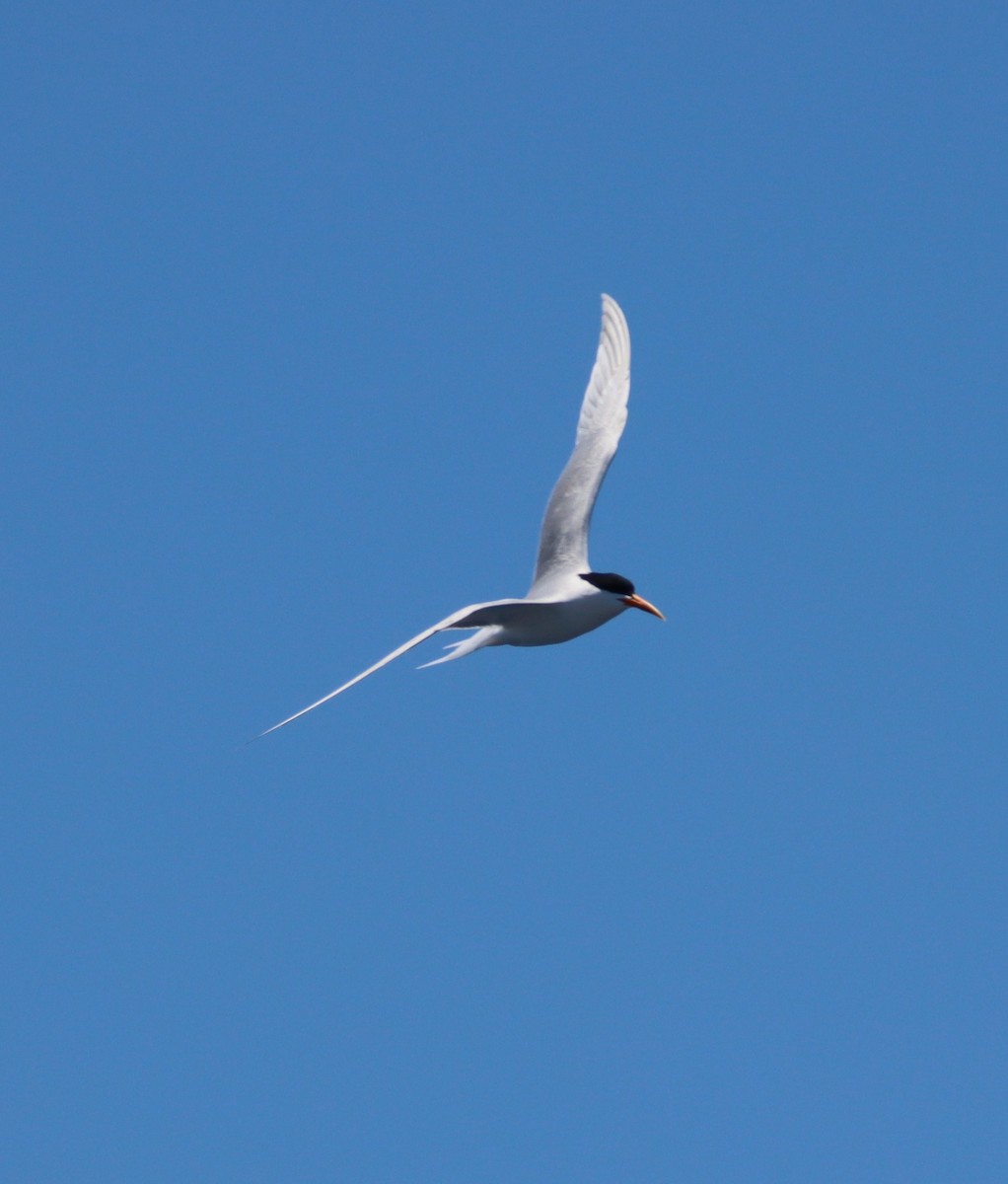 Elegant Tern - Butch Carter