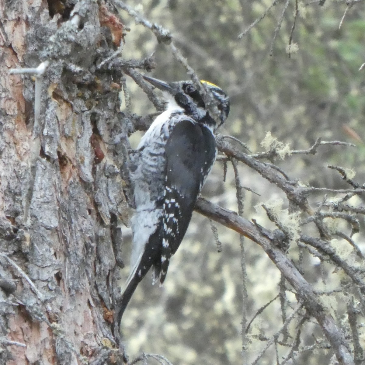 American Three-toed Woodpecker - ML619409189