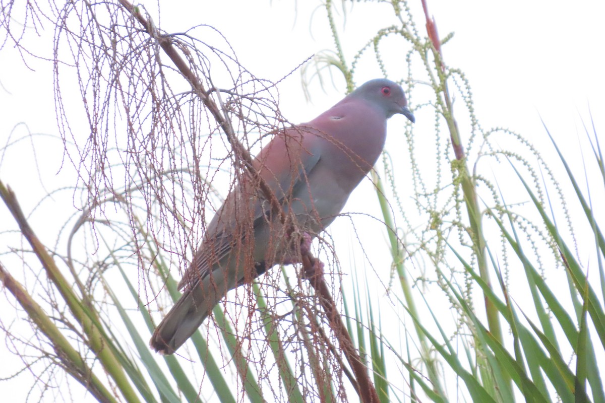 Pale-vented Pigeon - stuart varney