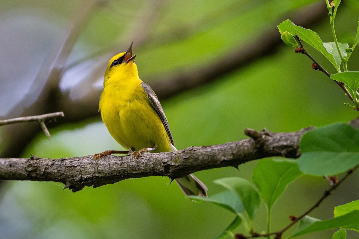 Blauflügel-Waldsänger - ML619409195