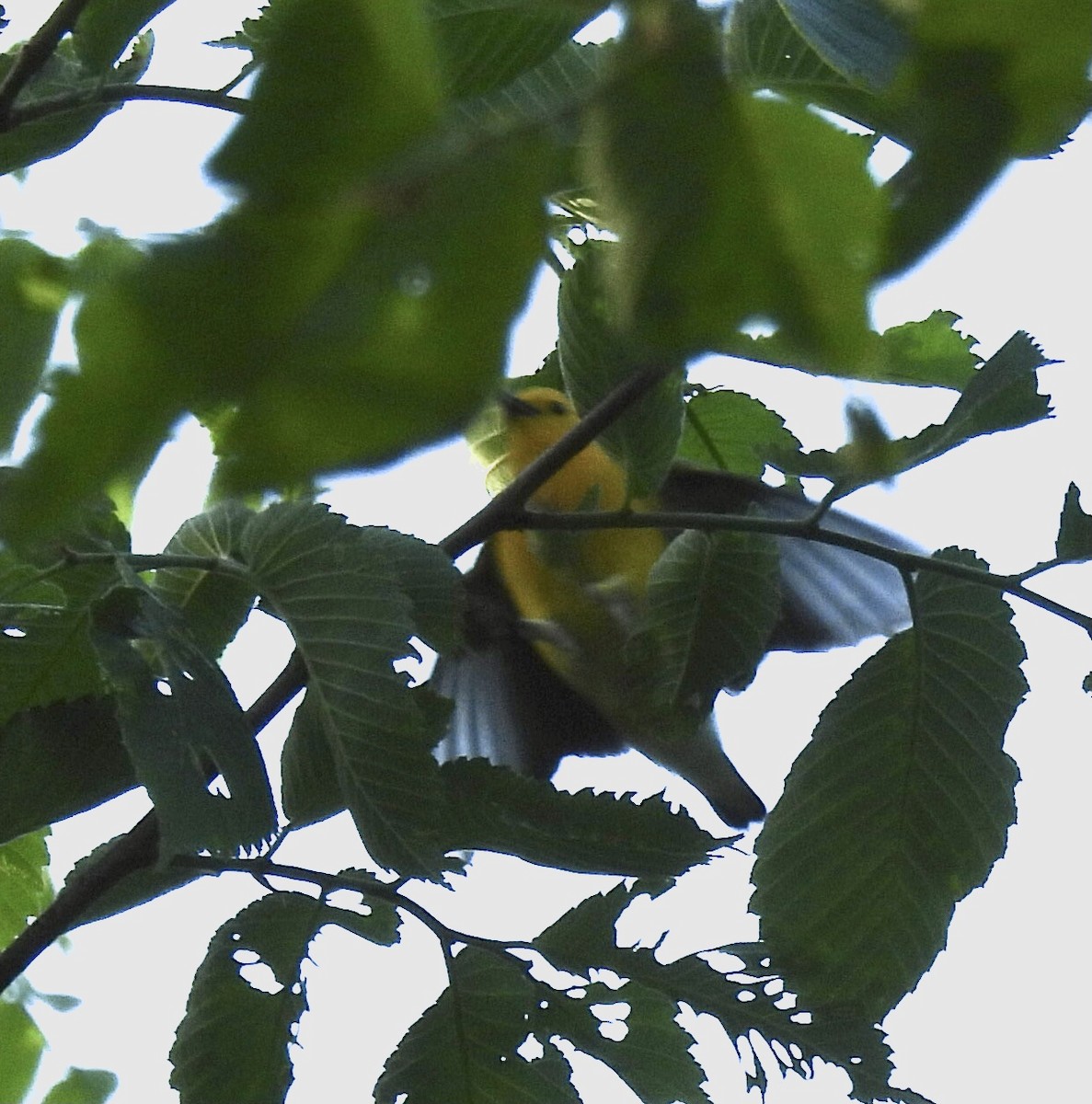 Prothonotary Warbler - ML619409201