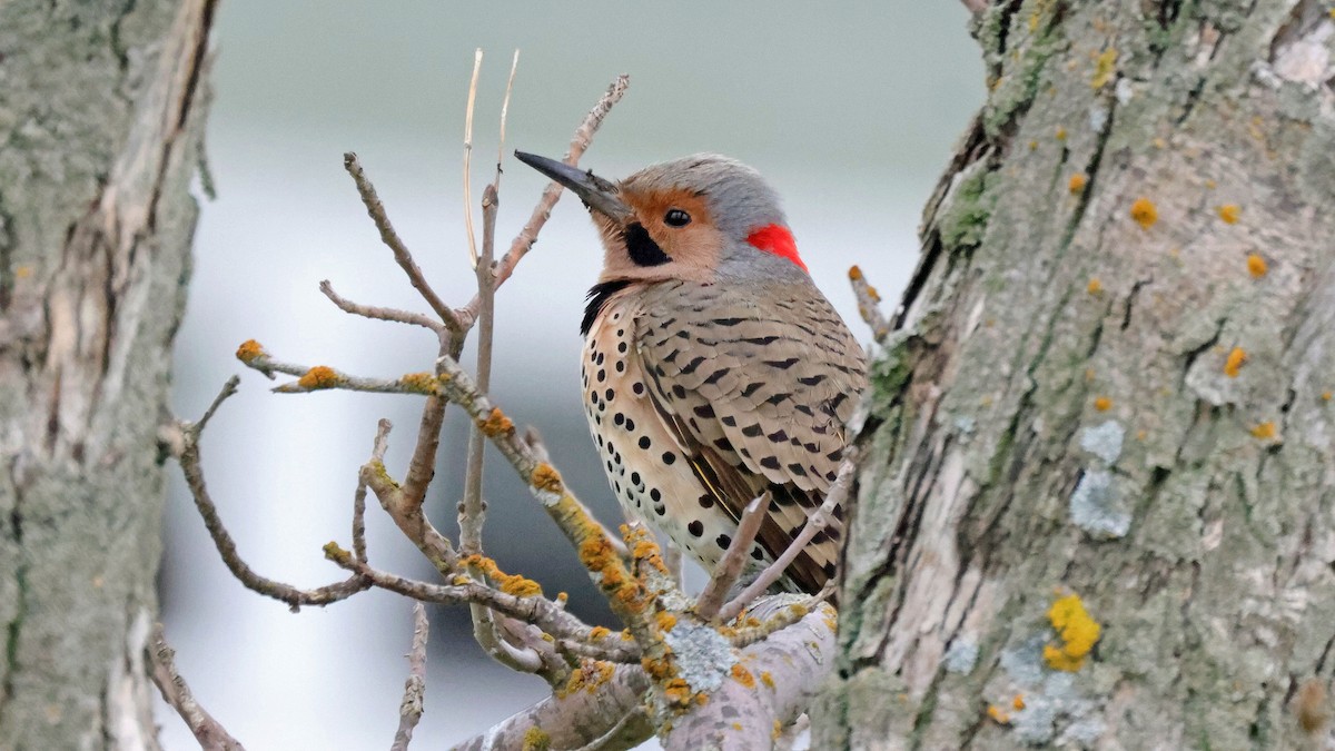 Northern Flicker (Yellow-shafted) - Curtis McCamy