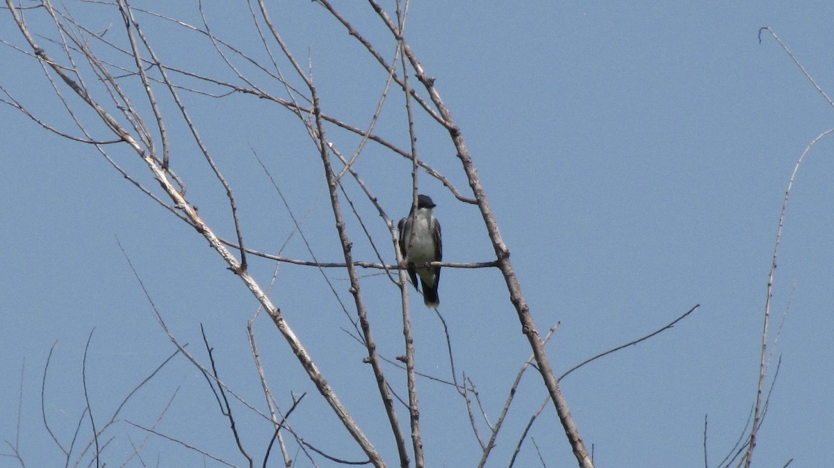 Eastern Kingbird - Sheila Sawyer