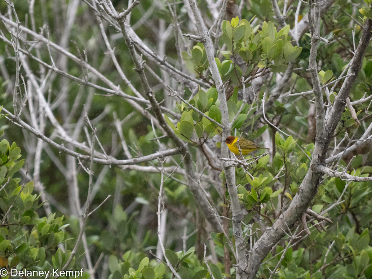 Yellow Warbler (Mangrove) - Delaney Kempf