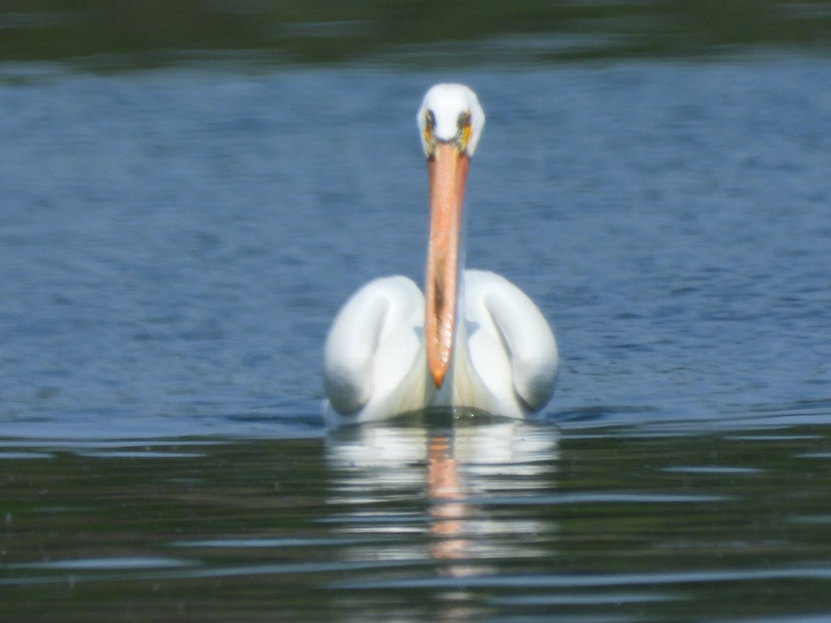 American White Pelican - Gina Turone 🐩