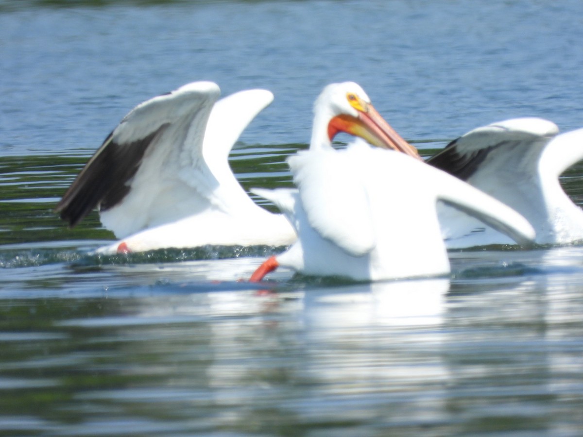 American White Pelican - Gina Turone 🐩