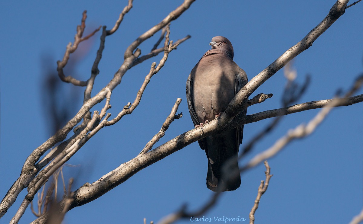 Picazuro Pigeon - Carlos Valpreda