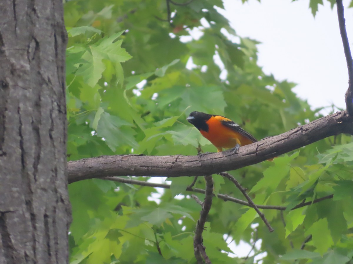 Baltimore Oriole - Serge Benoit