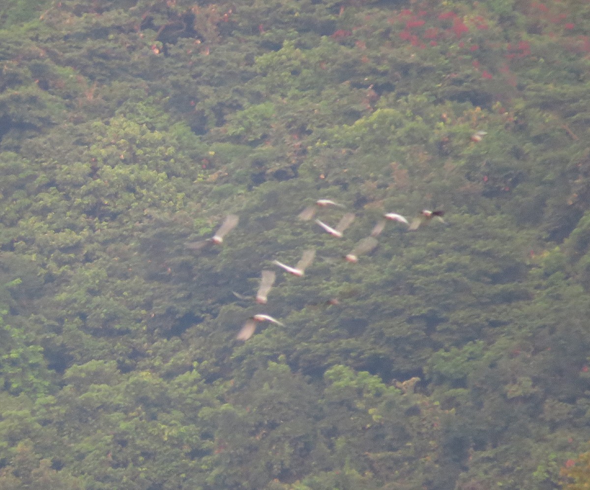 Javan Pond-Heron - Joao Freitas