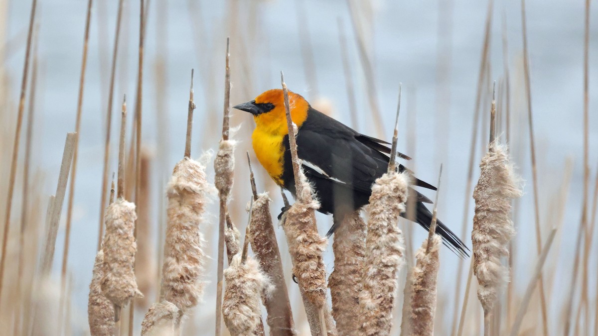 Yellow-headed Blackbird - Curtis McCamy