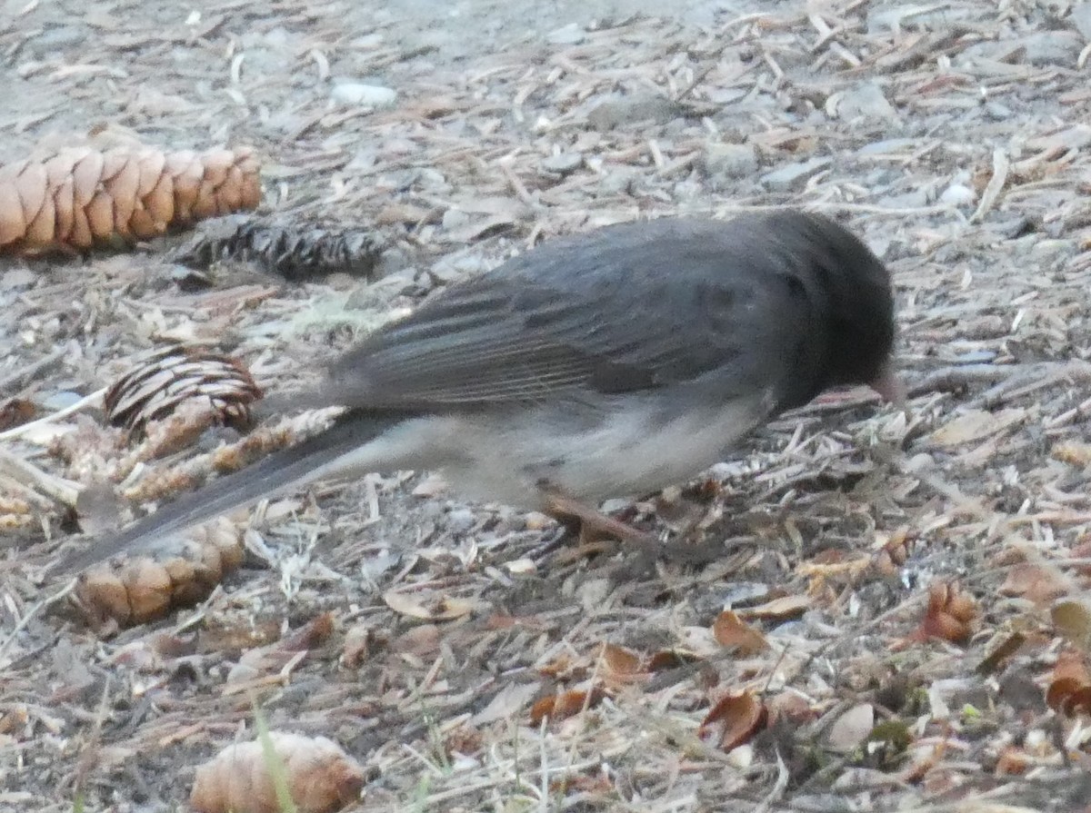 Dark-eyed Junco - Brian Kinney