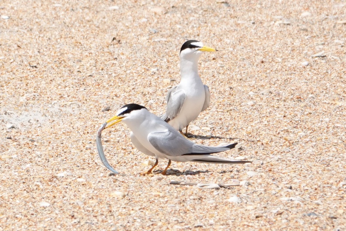 Least Tern - Linda Hamp