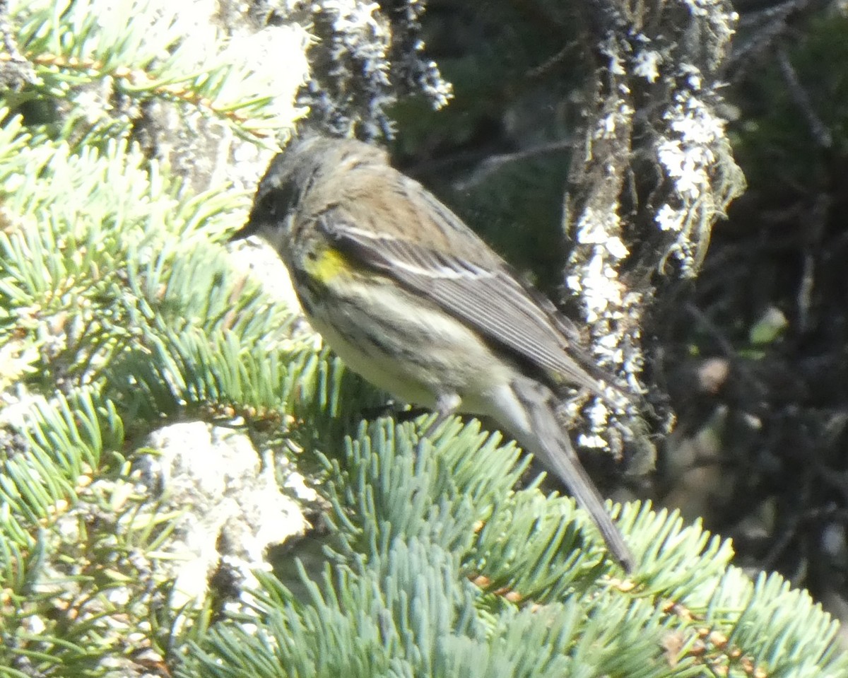 Yellow-rumped Warbler - Brian Kinney