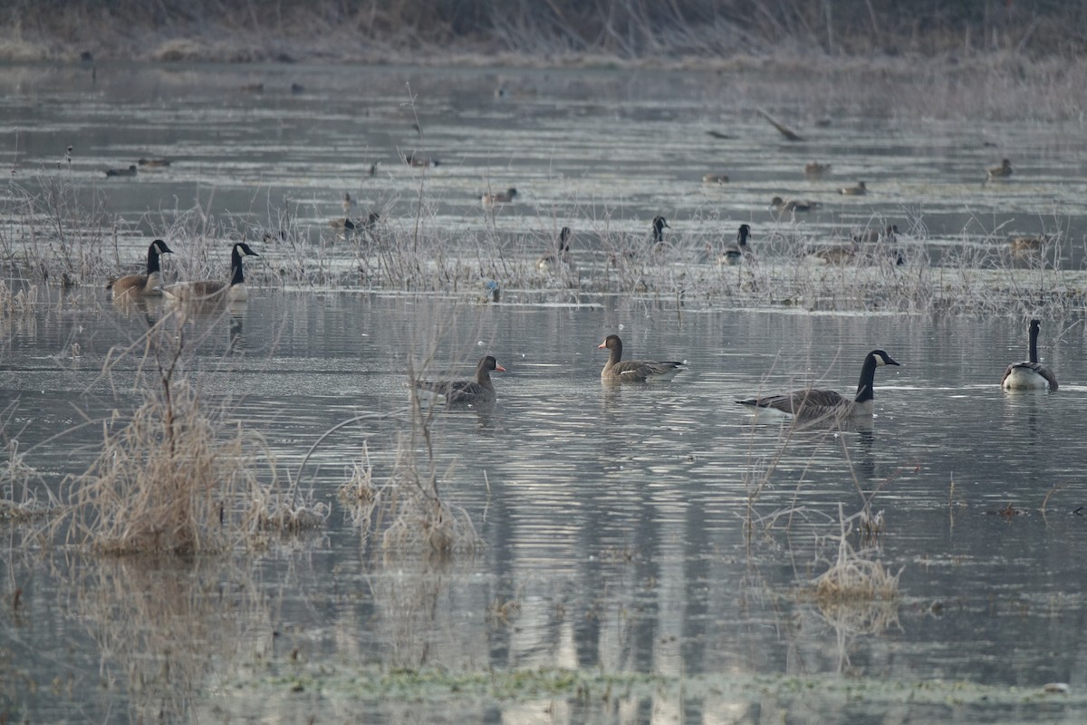 Greater White-fronted Goose - Francis Fekel