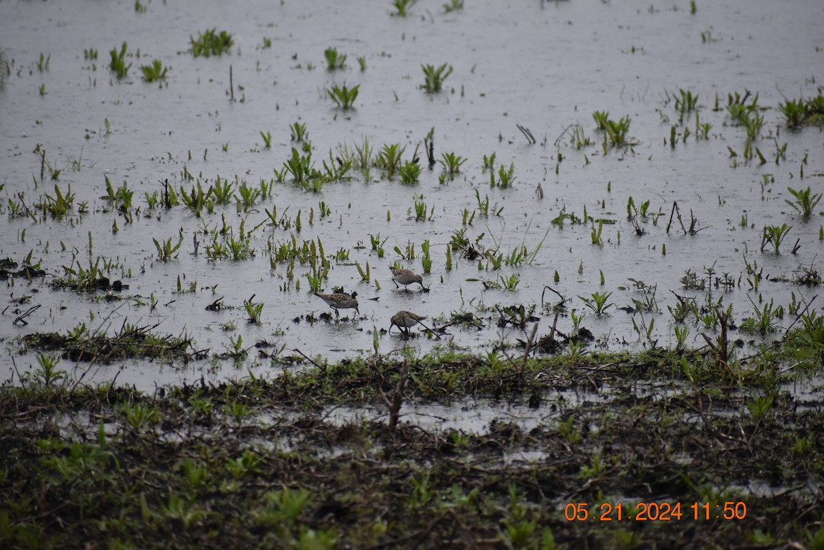 Pectoral Sandpiper - Deb Muzzy