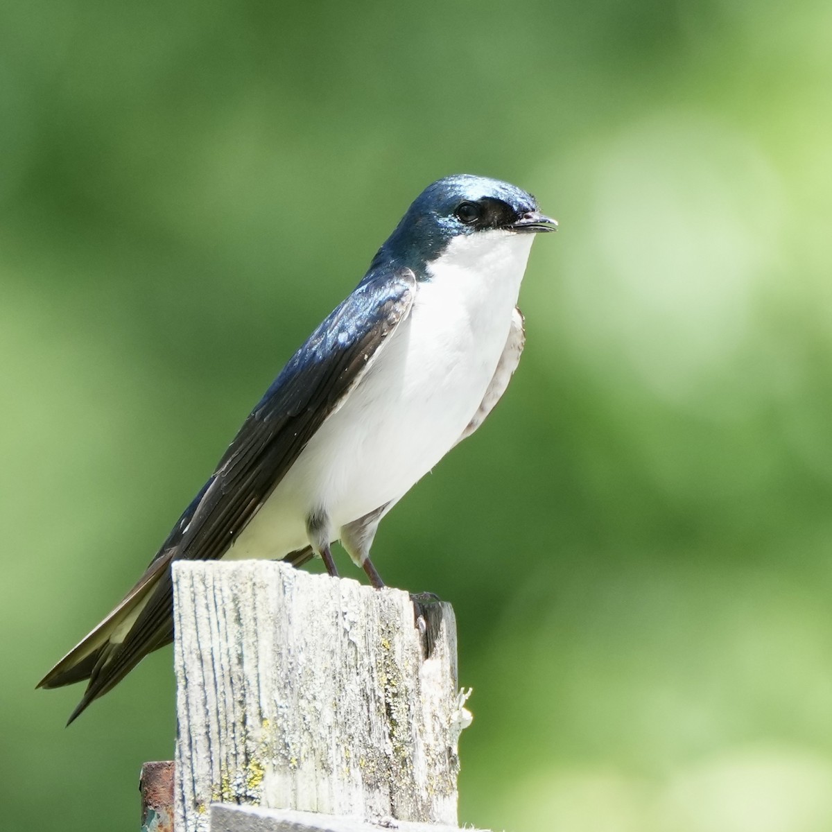 Tree Swallow - Charlene Fan