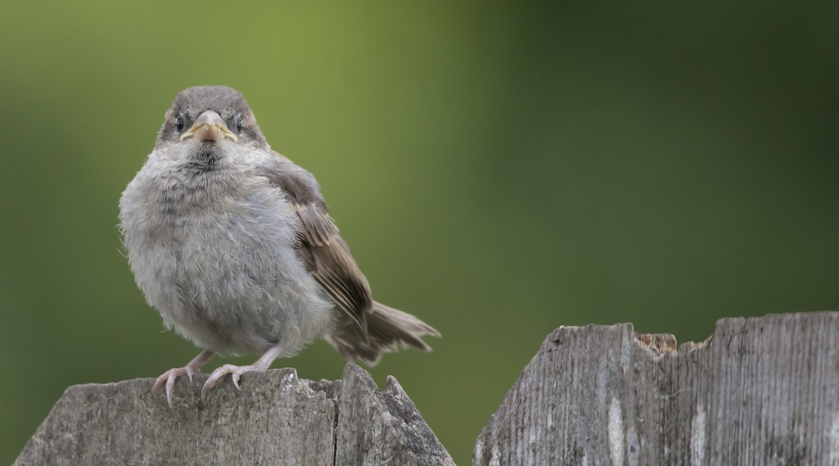 House Sparrow - Brent Angelo