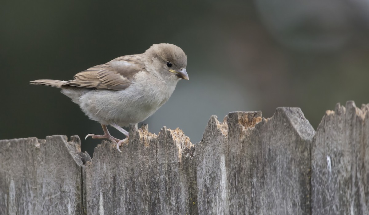 House Sparrow - Brent Angelo