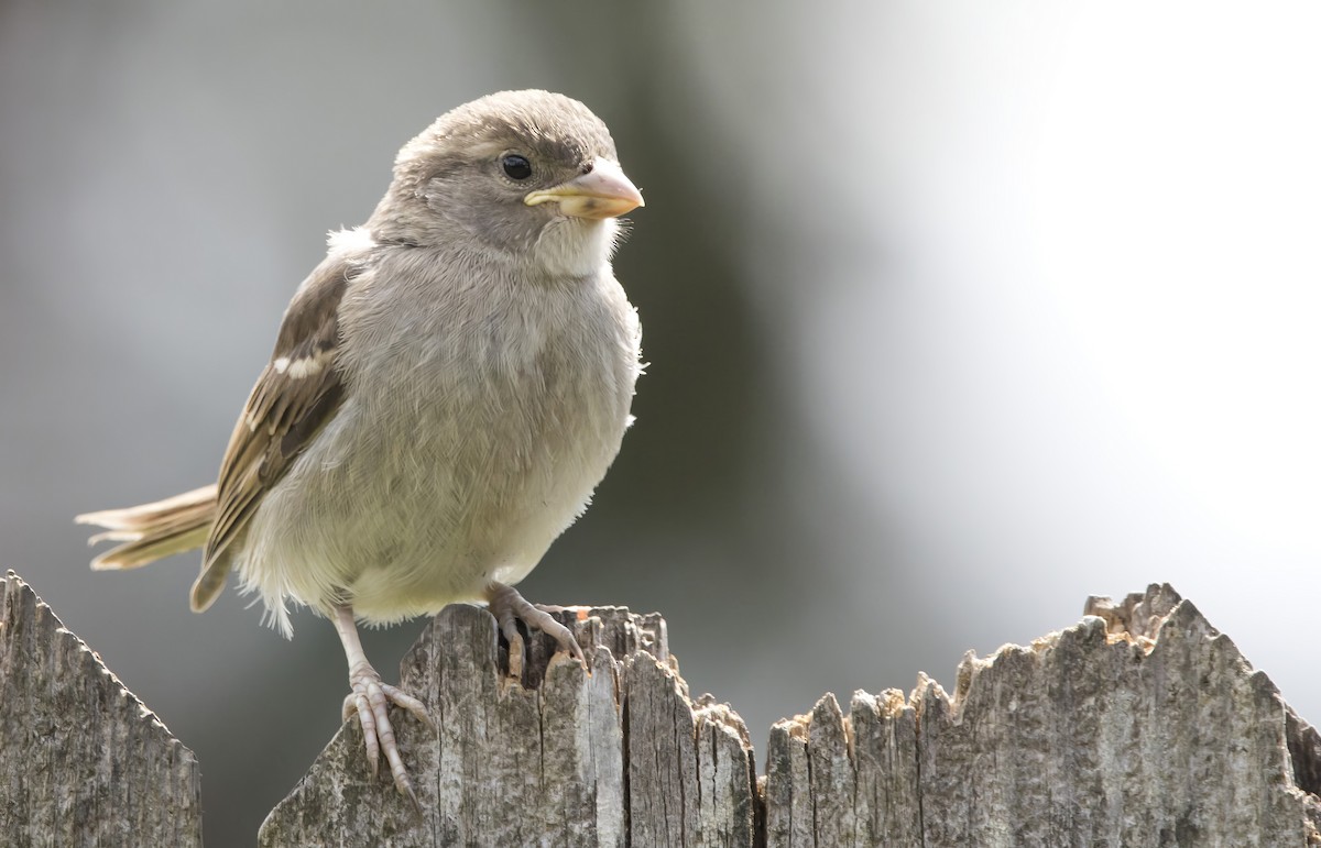 House Sparrow - Brent Angelo