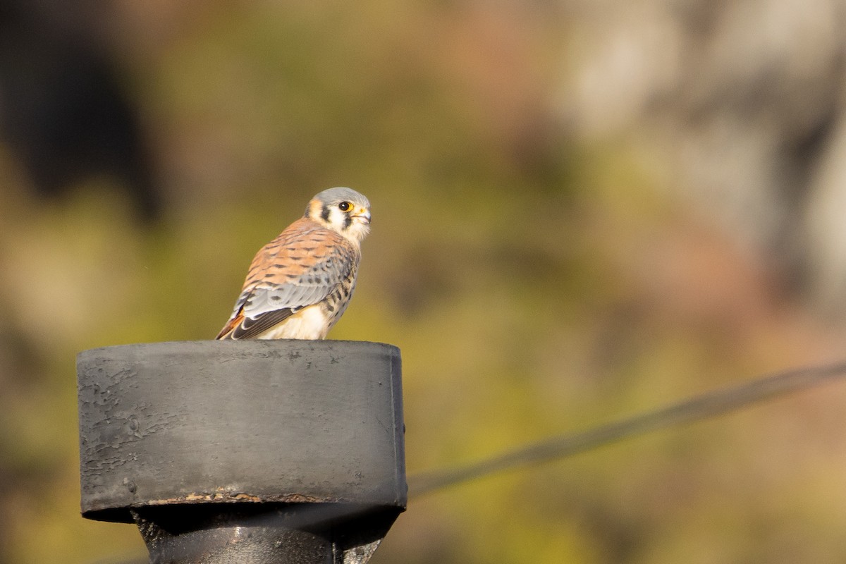 American Kestrel (South American) - ML619409304