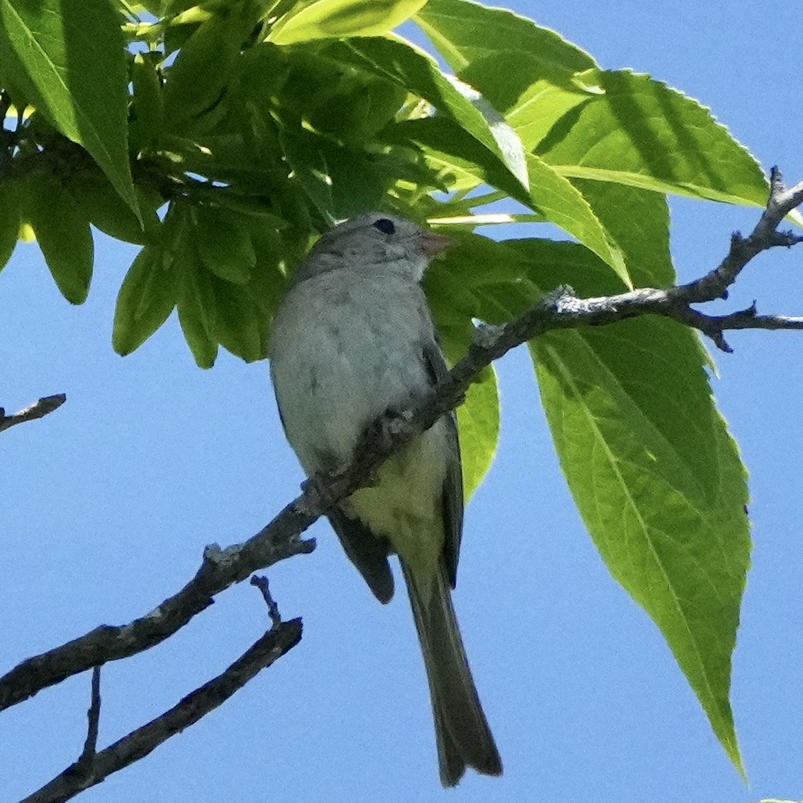 Field Sparrow - Charlene Fan